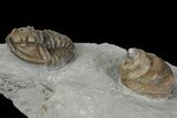 Flexicalymene Trilobite Fossil and Gastropod - Ohio #136965-3